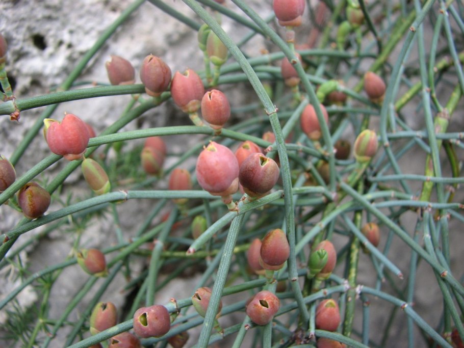 Эфедра двухколосковая семена