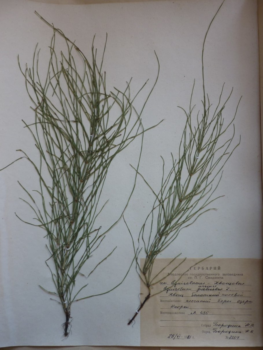 Эфедра двухколосковая