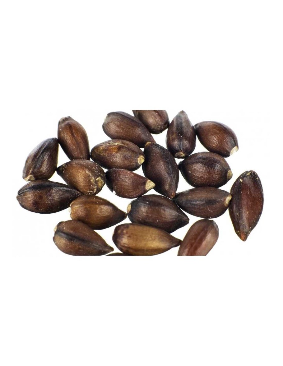 Семена эфедры