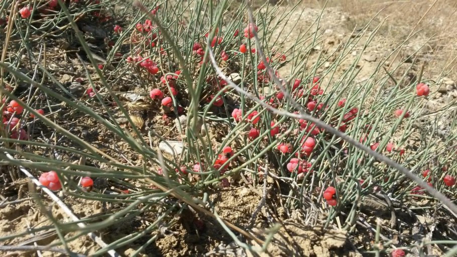 Степная малина эфедра