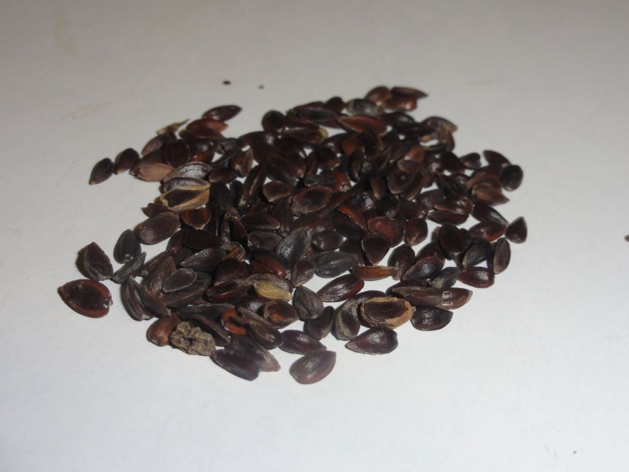 Оби семена шоколадный