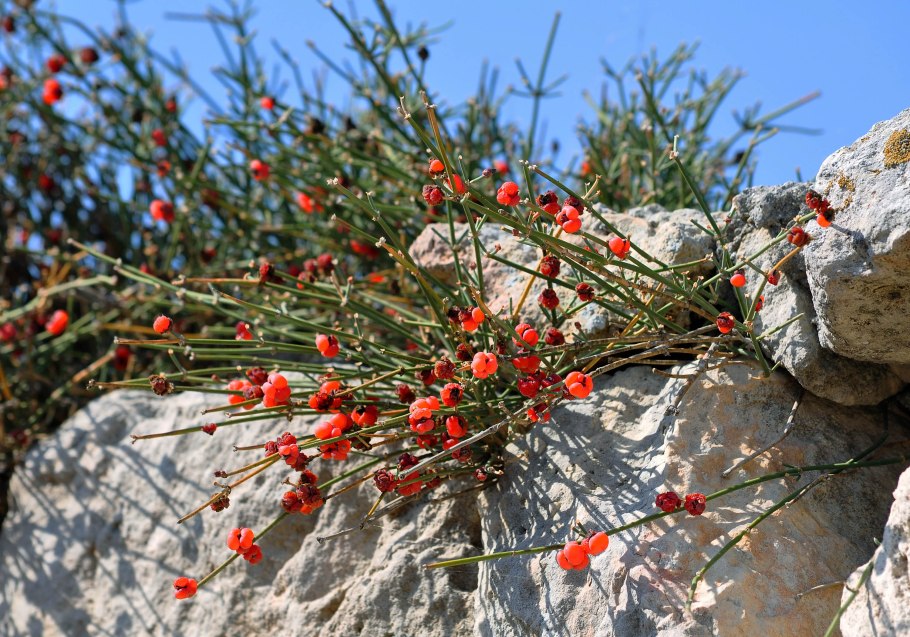 Хвойник двухколосковый