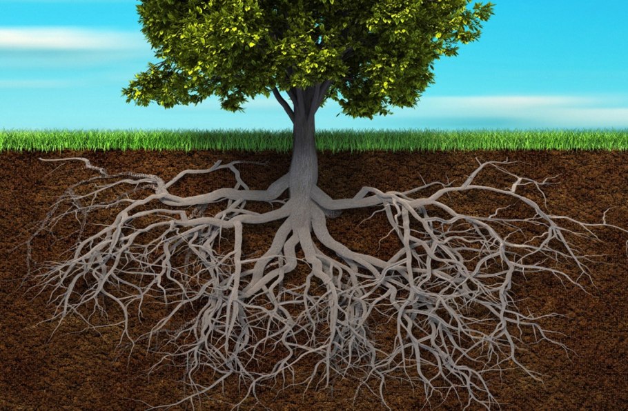 Корневая система каштана