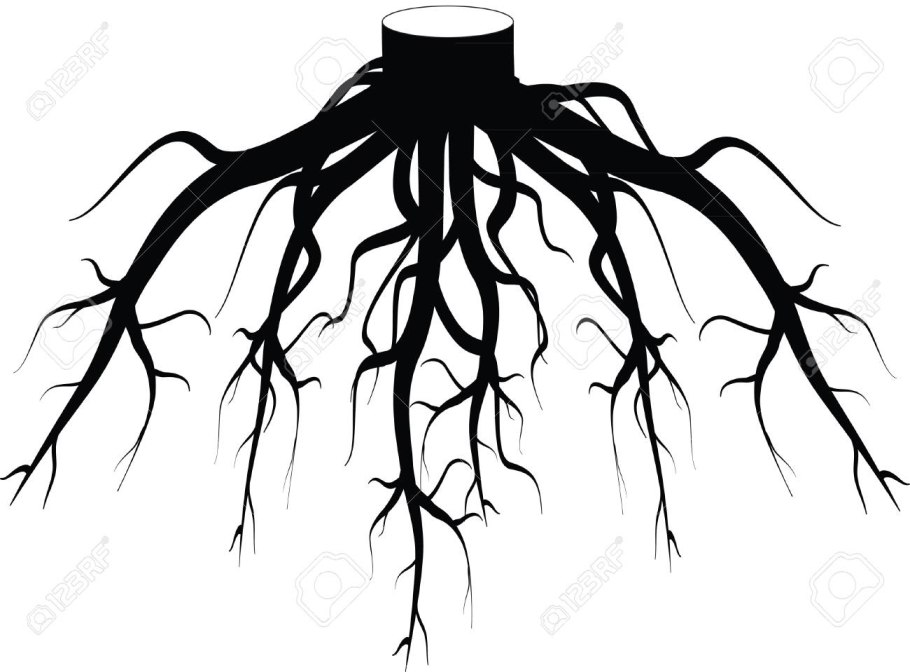 Корни дерева грецкого ореха