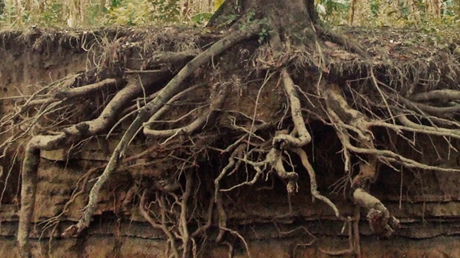 Parts of Plants and Trees