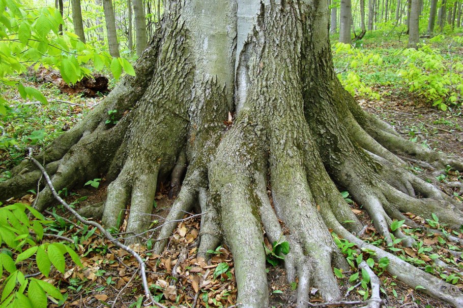 Кверкус Робур