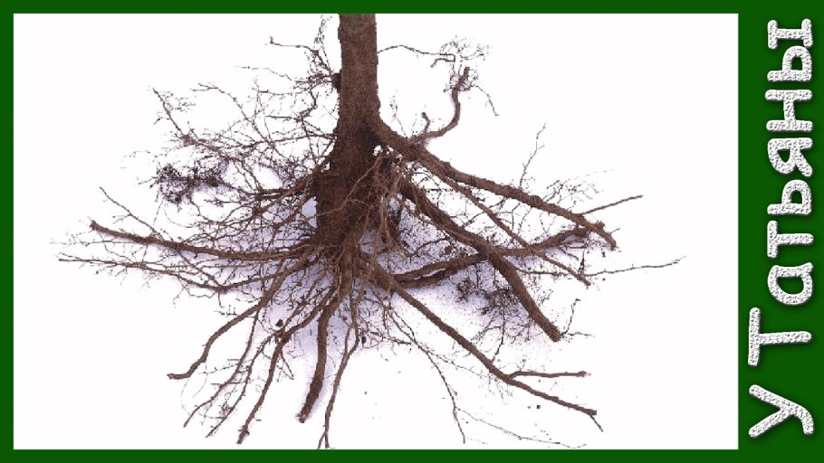 Дерево с корнями на прозрачном фоне