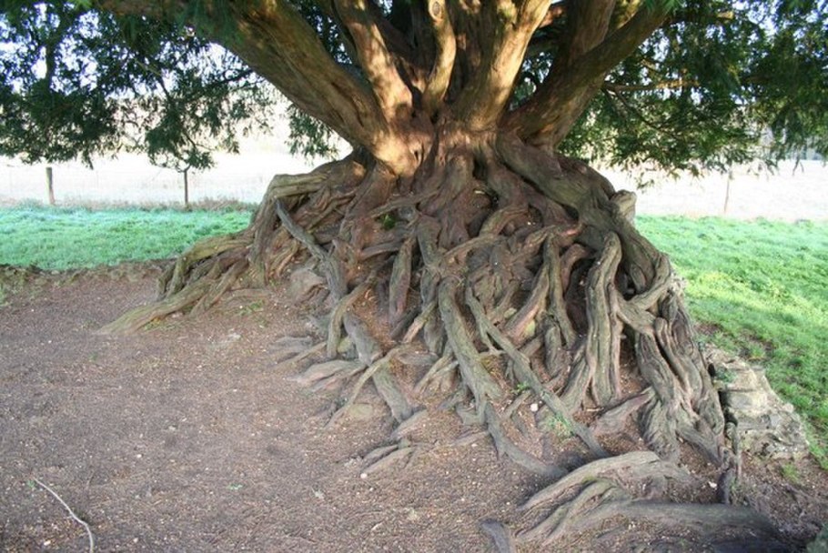 Тип корня у яблони