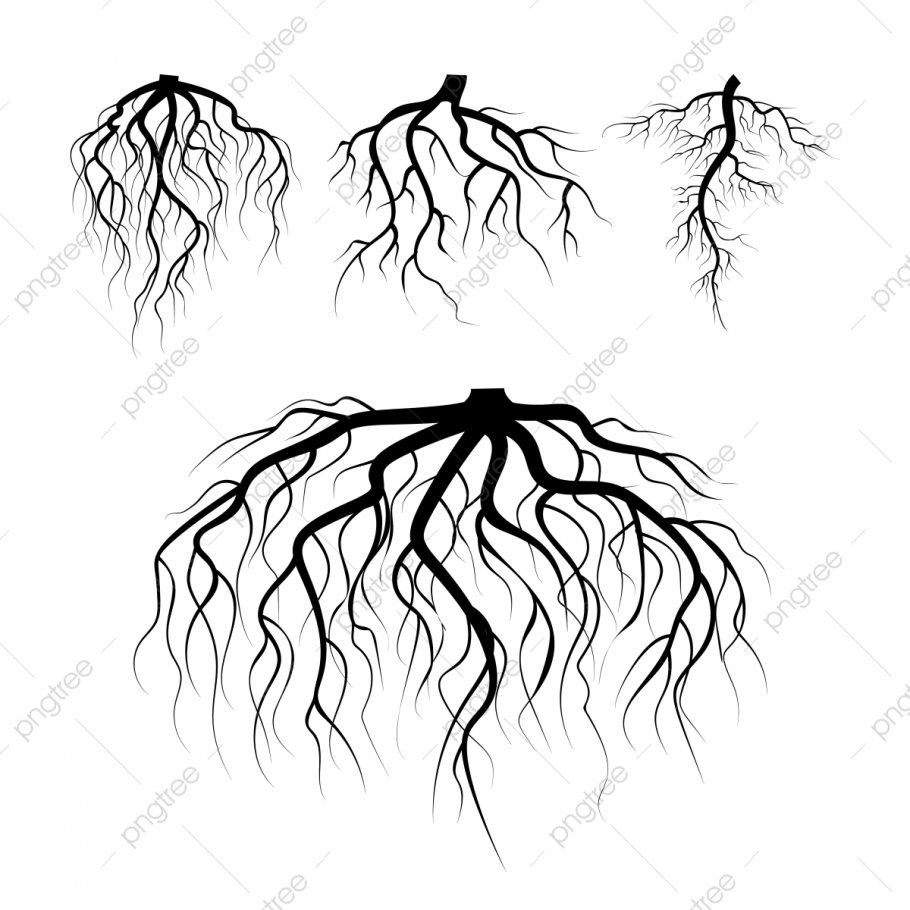 Корень на белом фоне