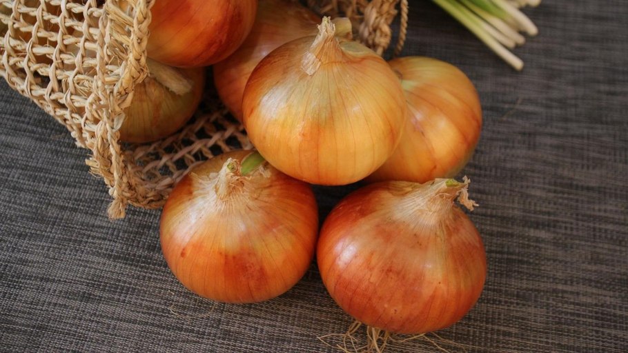Сорт лука Белозерский