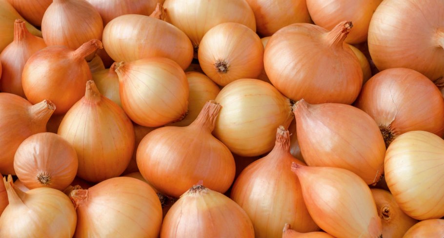 Лук севок Стурон Голландия