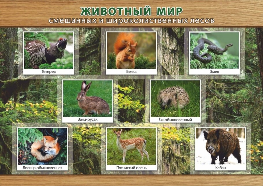 Широколиственный лес умеренного пояса