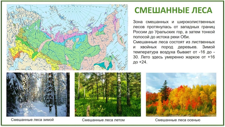 Тайга смешанный лес широколиственный лес