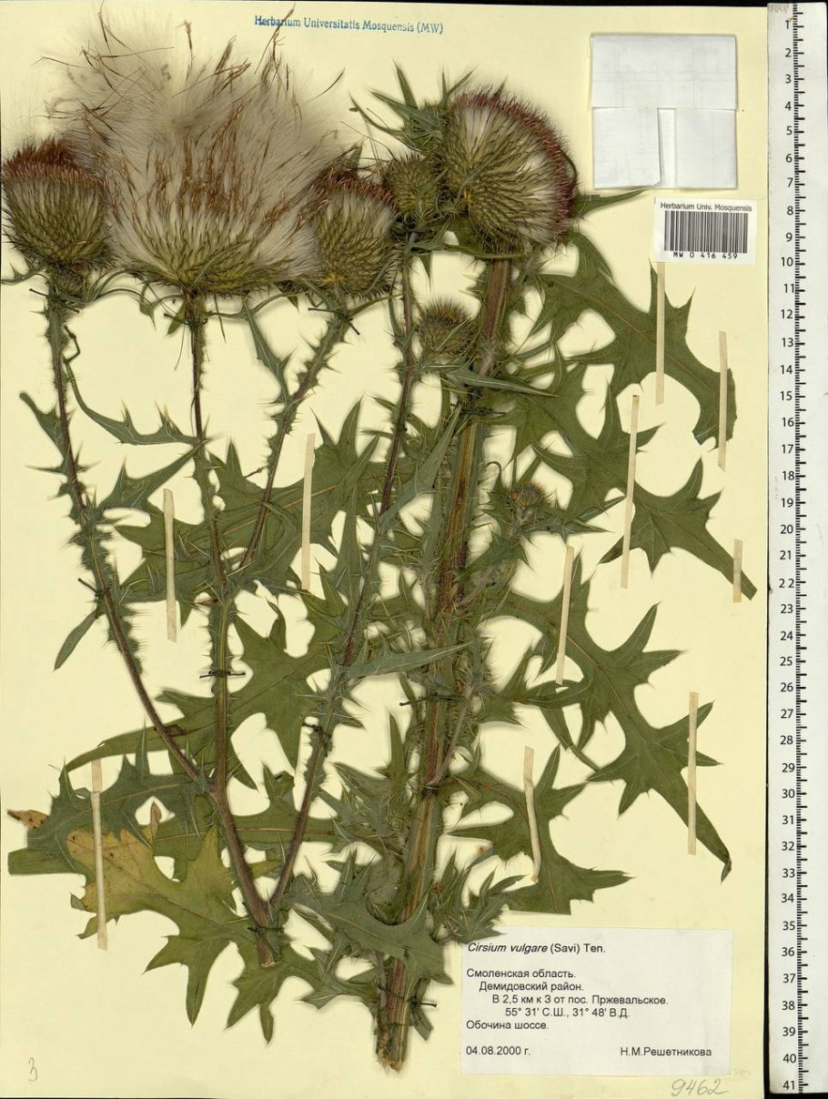 Бодяк обыкновенный — Cirsium vulgare (Savi) ten.