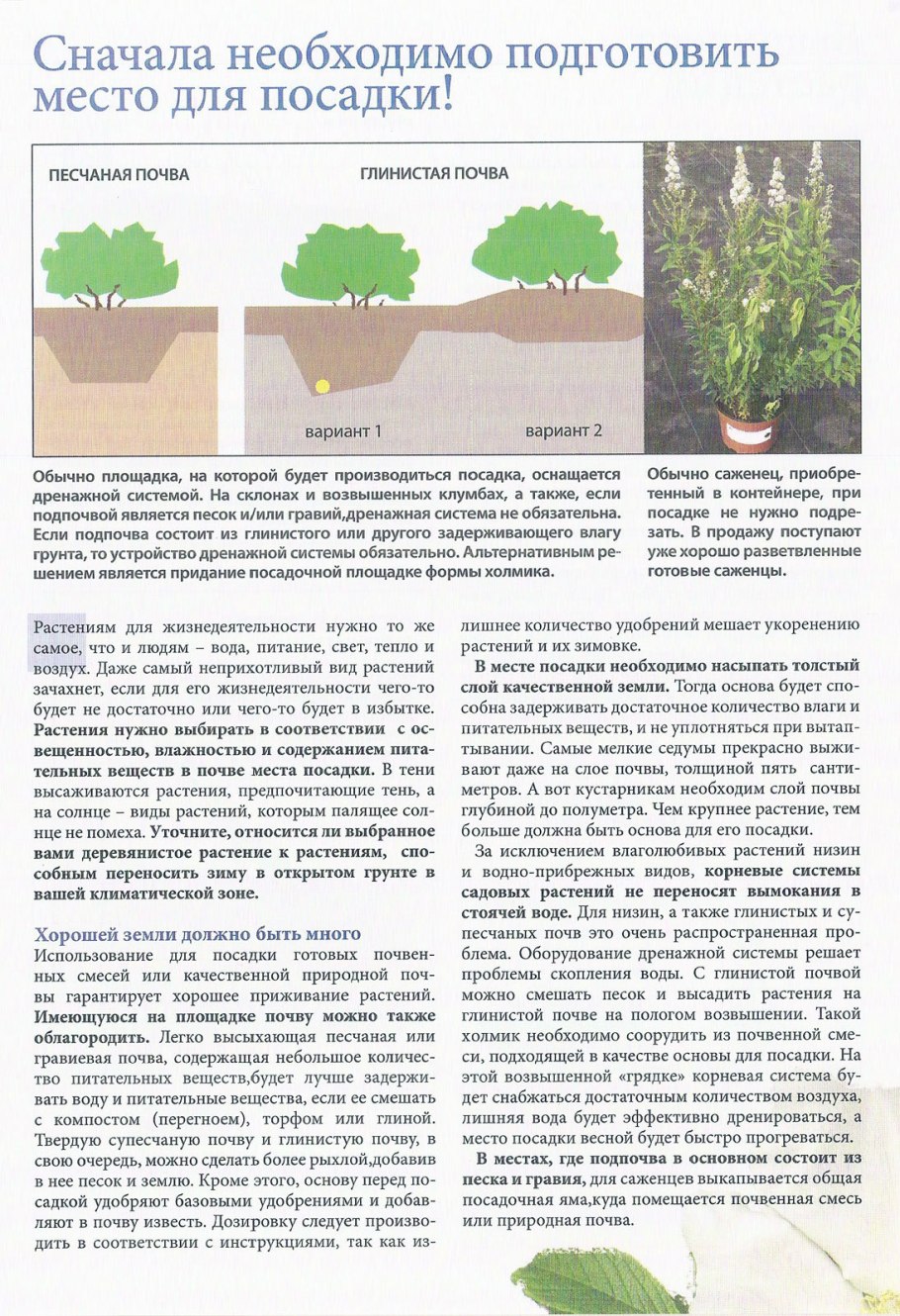 Растения для глинистой почвы