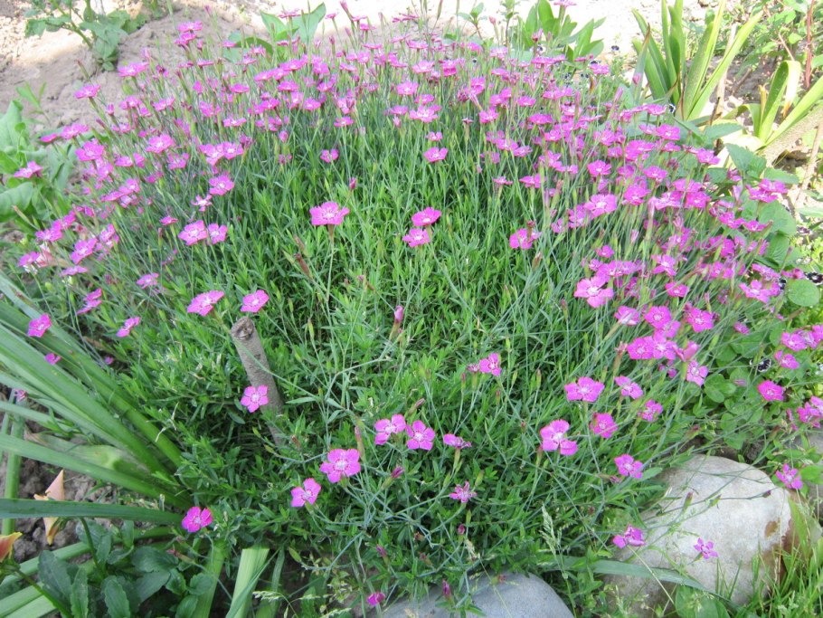 Многолетник Колеман