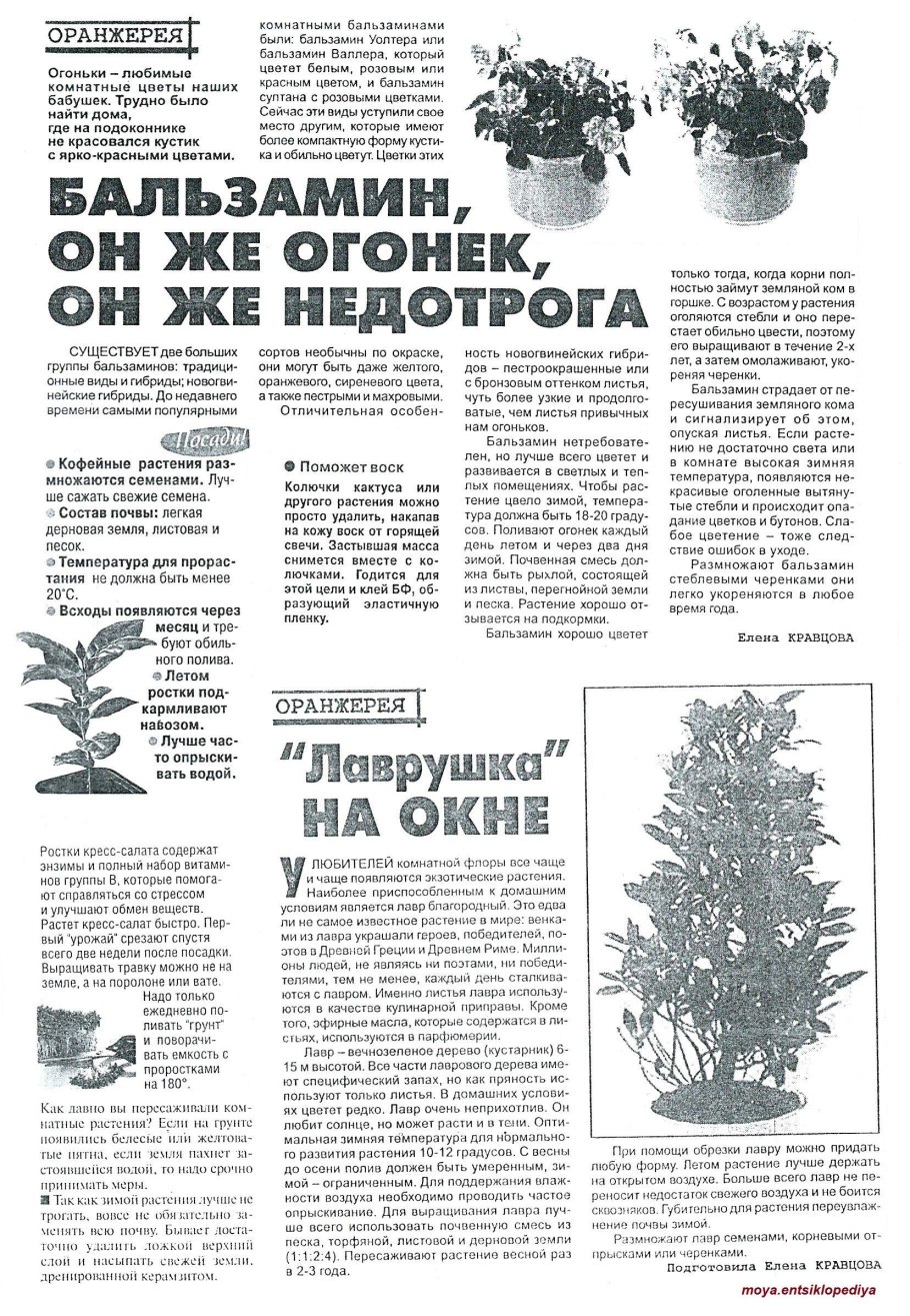 Олеандр ксерофит