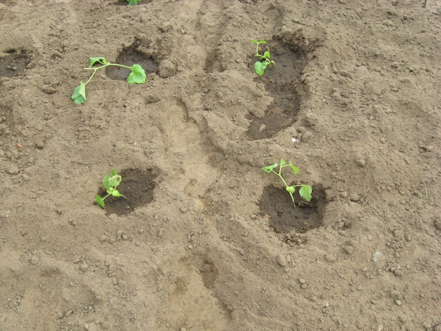 Песок для огорода