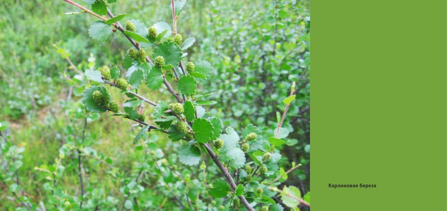 Плоды карликовой березы