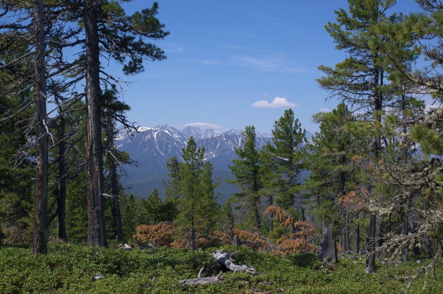 Пихта в Кавказском заповеднике
