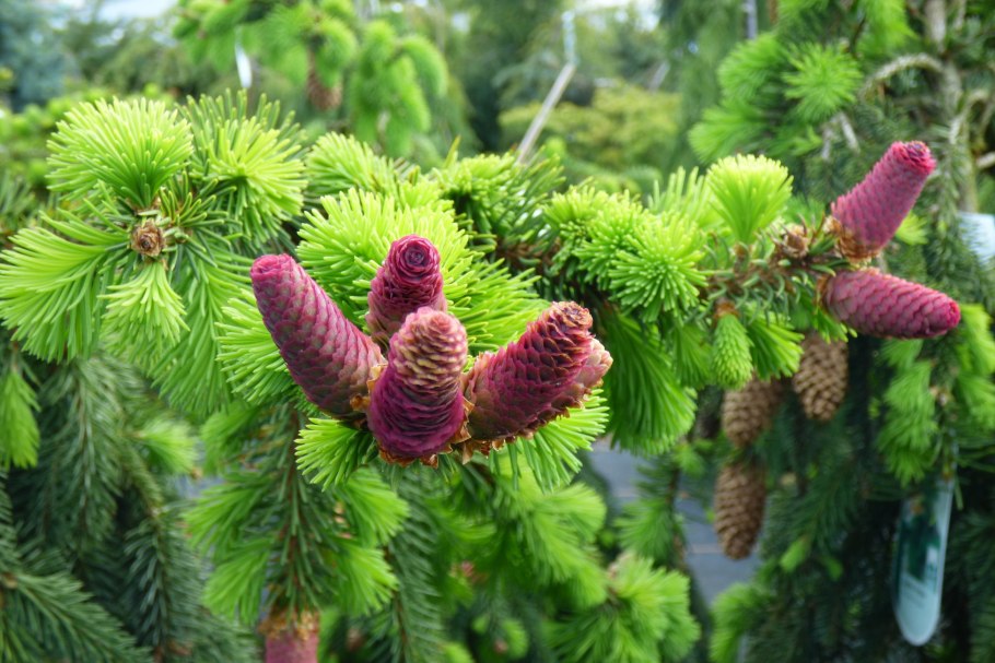 Ель обыкновенная Акрокона