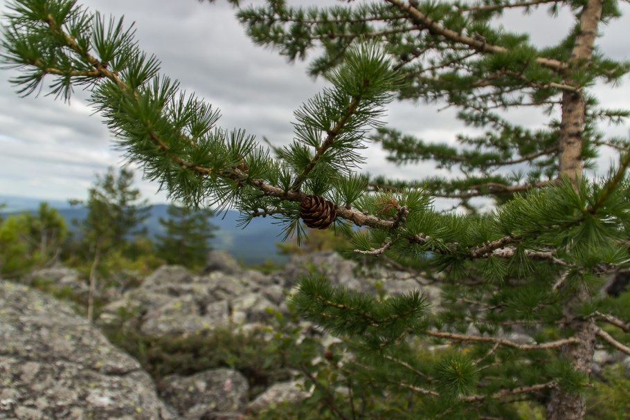 Лиственница Сибирская Larix sibirica