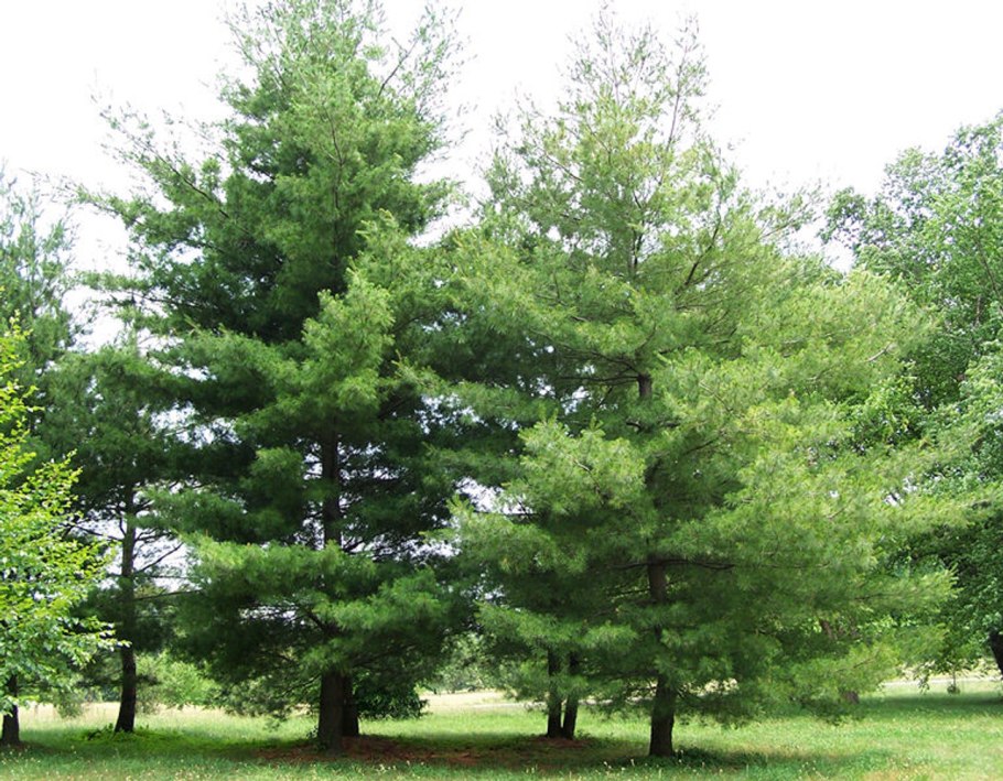 Сосна Кедровая стланиковая