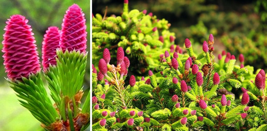 Орех Кедровый (Pinus sibirica du Tour)