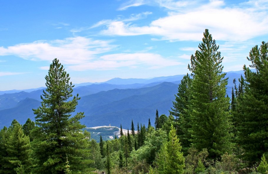 Пихта цельнолистная хвоя