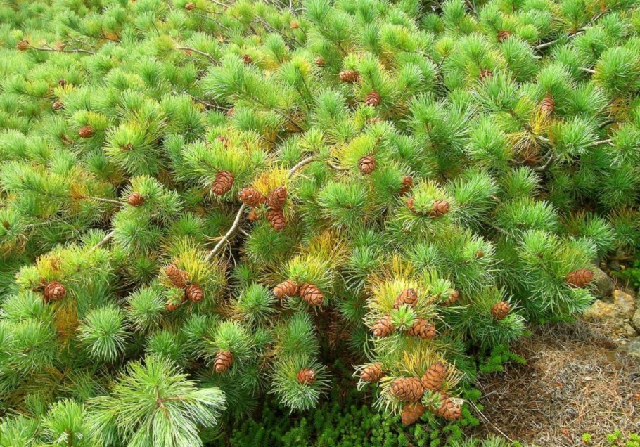 Цветение хвойников