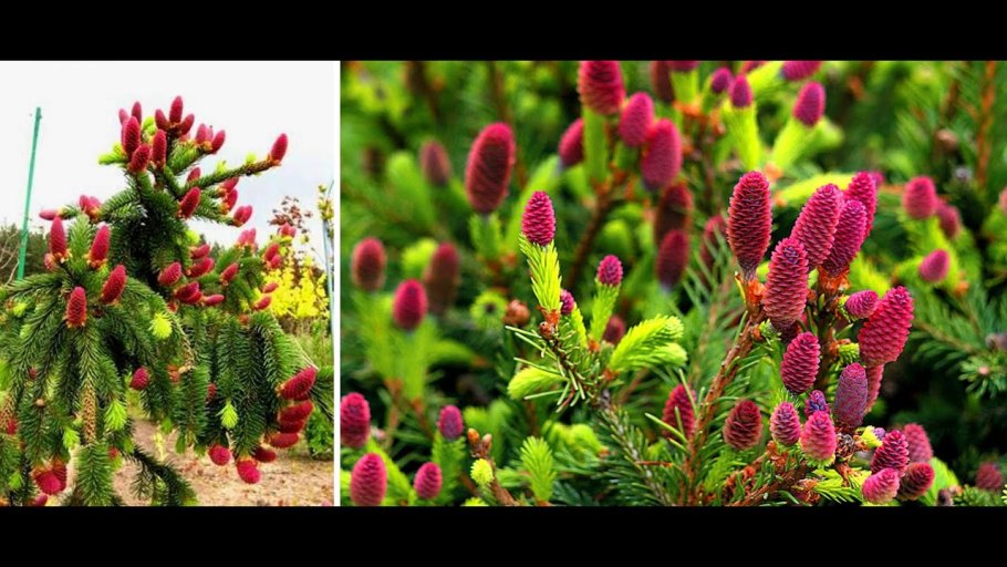 Пихта корейская Тайга