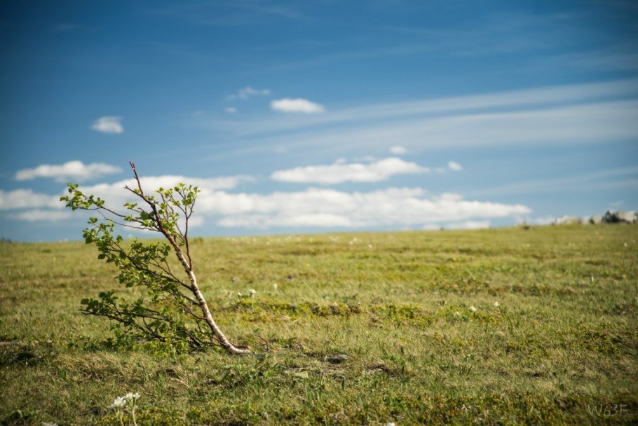 Береза карликовая Betula Nana