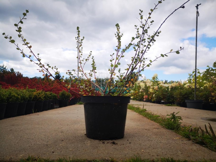 Береза повислая Тростс Дварф Betula pendula Trost s Dwarf