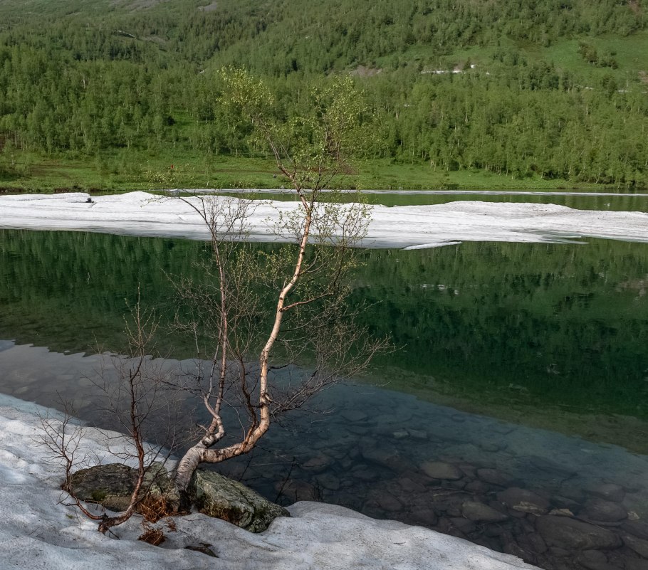 Береза повислая в лесу