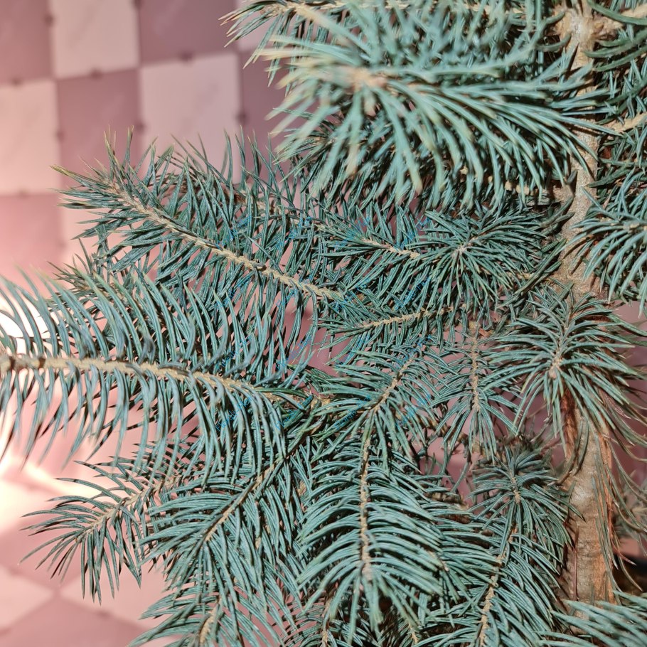 Ель колючая Блю Даймонд