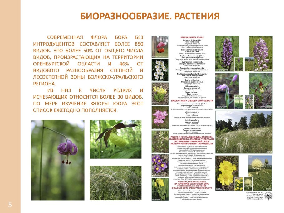 Флора Бузулукского Бора