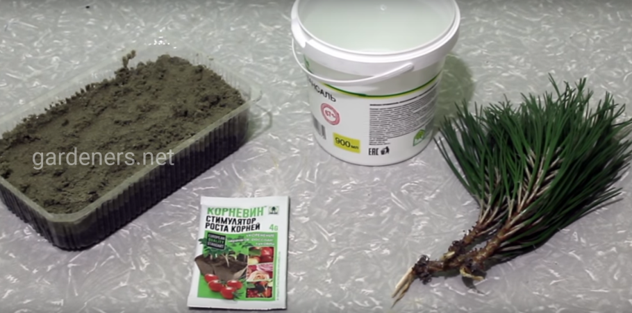 Укоренитель для черенков хвойных
