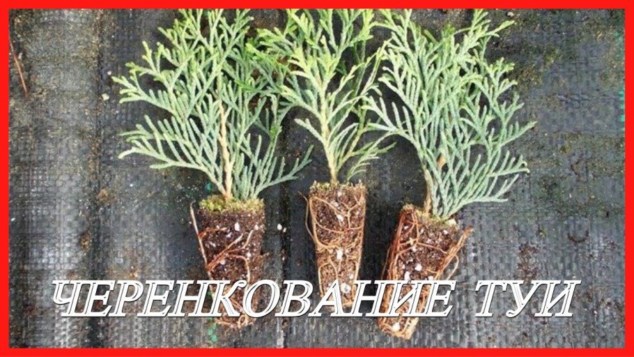 Черенки туи Смарагд