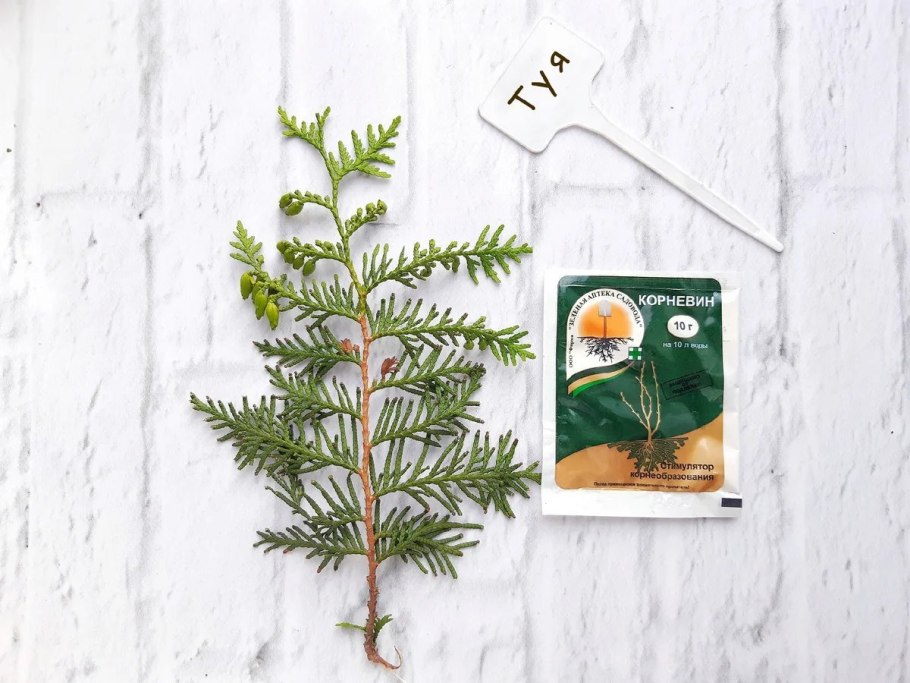 Ель Сибирская черенкование