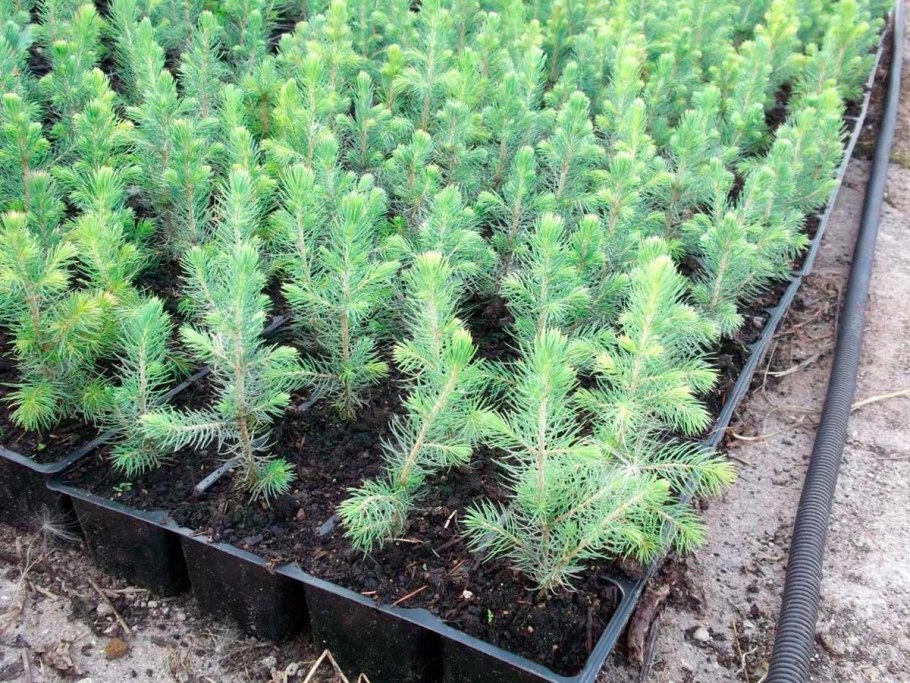 Черенки туи Смарагд