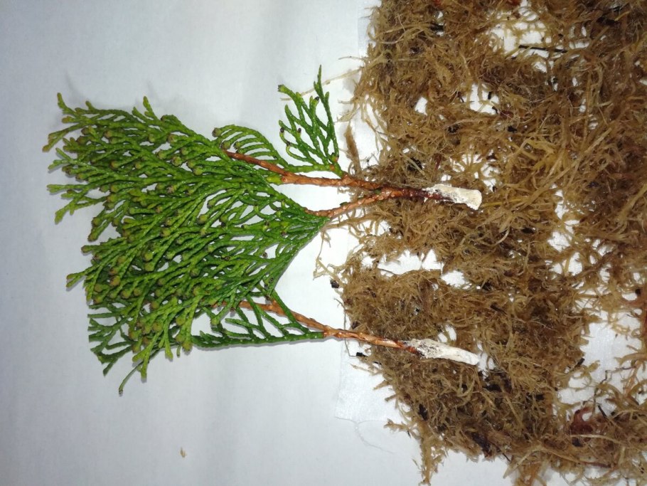 Туя Западная размножается