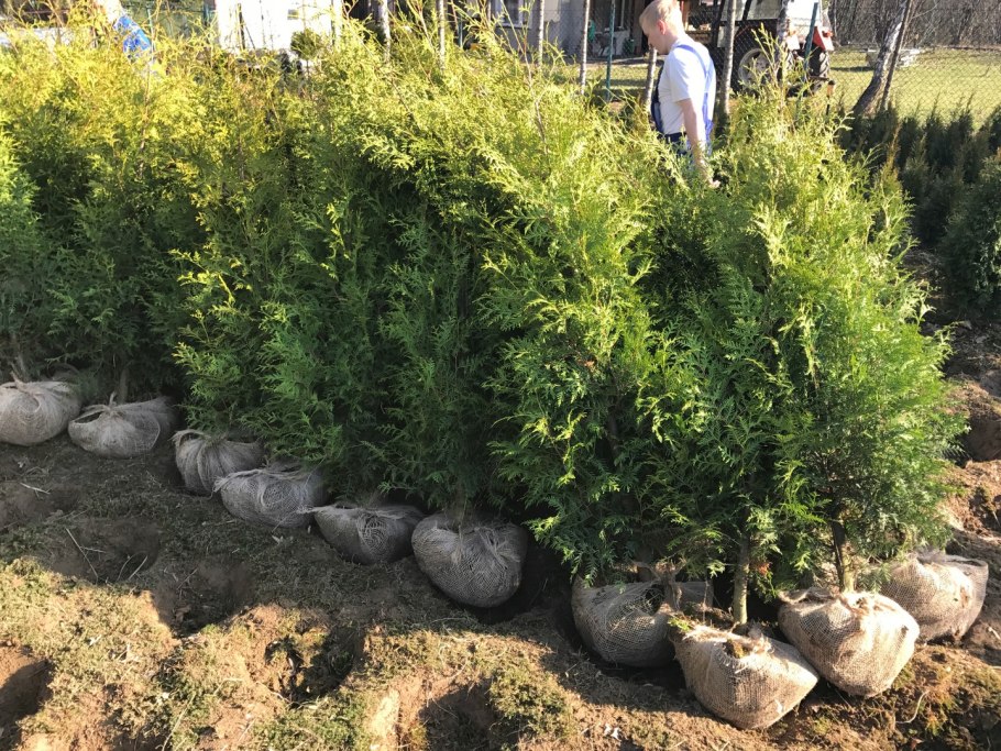 Туя Западная размножается