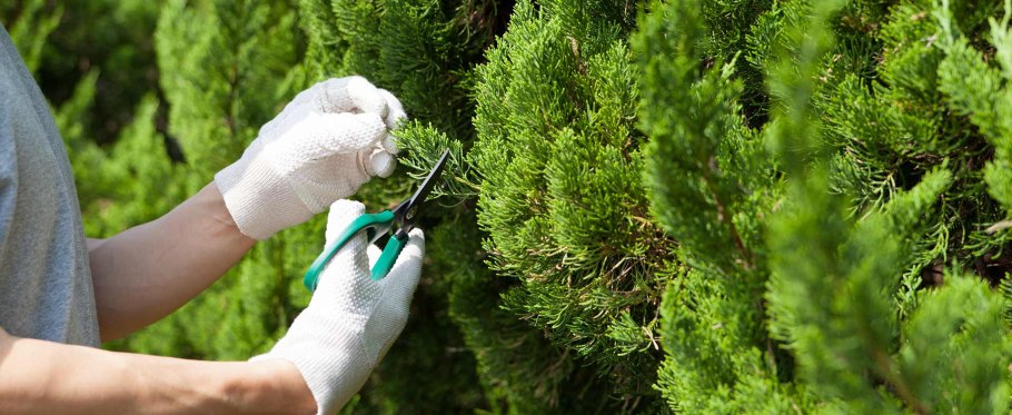 Высадка туи Смарагд в грунт