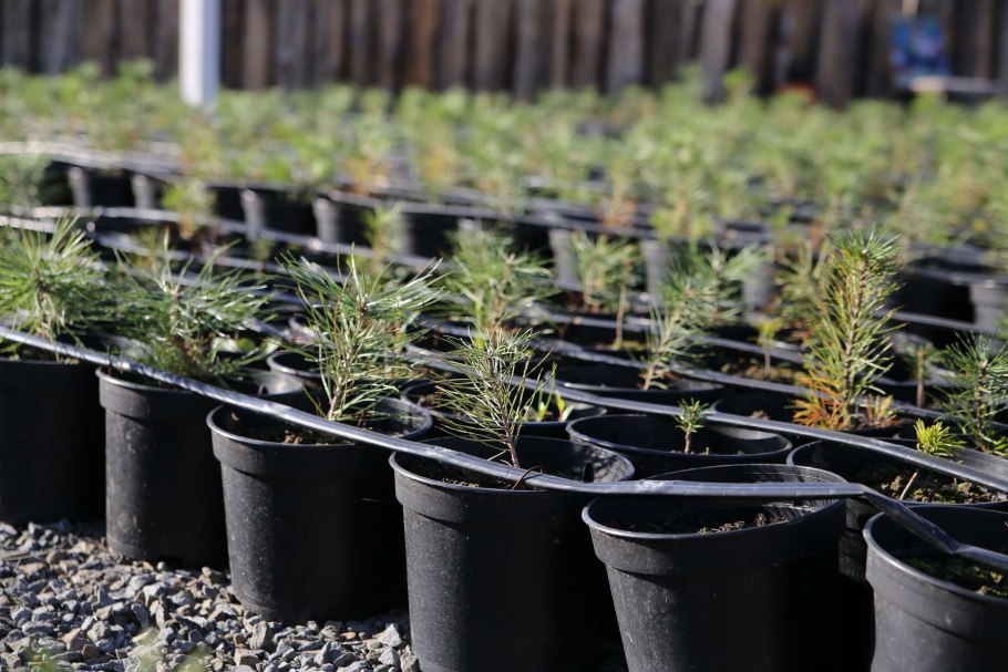 Черенки хвойных в р9