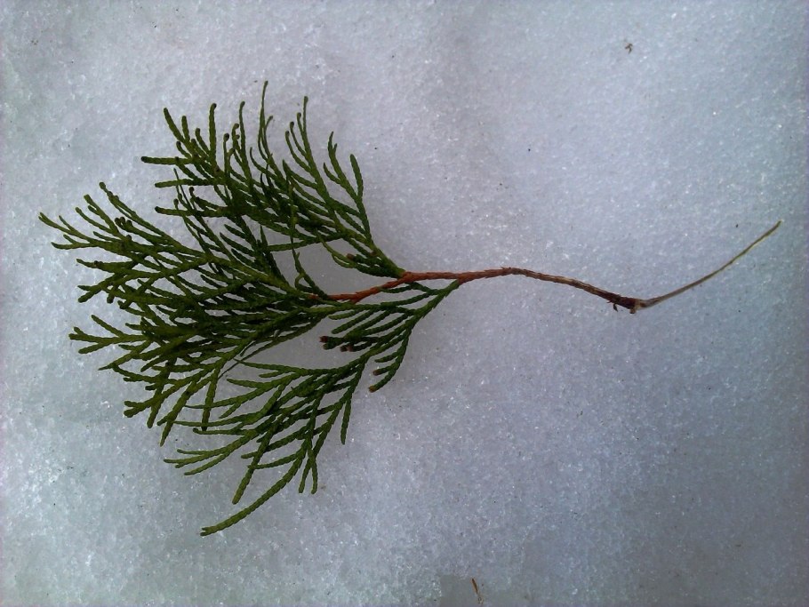 Туя Западная черешки