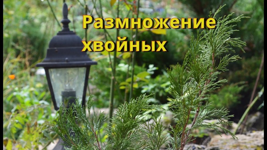 Размножение хвойников