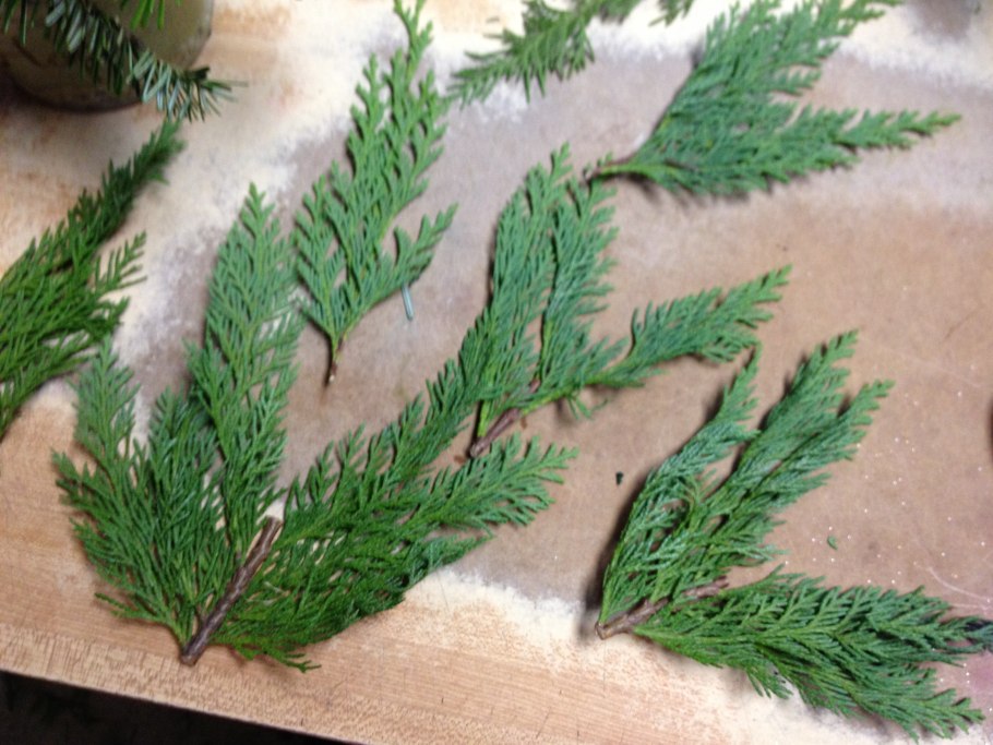 Черенкование можжевельника туи