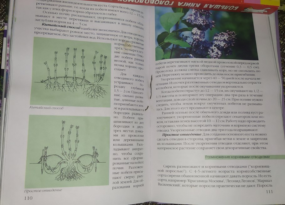 Размножить сирень