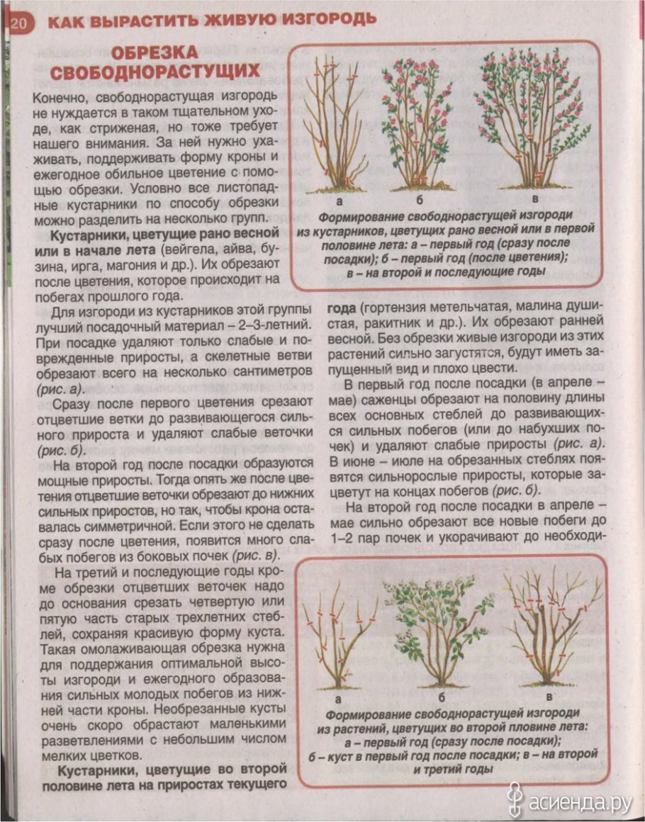 Размножение сирени черенками