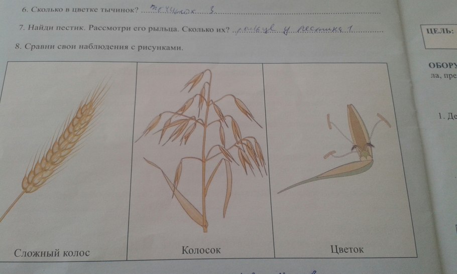 Строение семени зерновки пшеницы